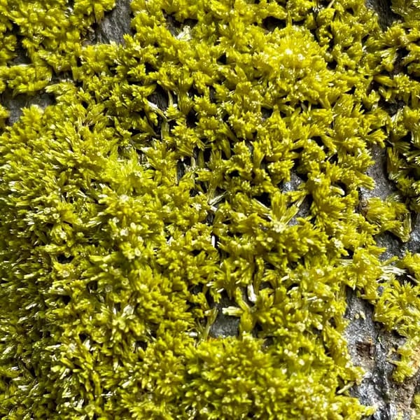 Tall slab of matcha-green pyromorphite on stand from Guangxi, China, overall view
