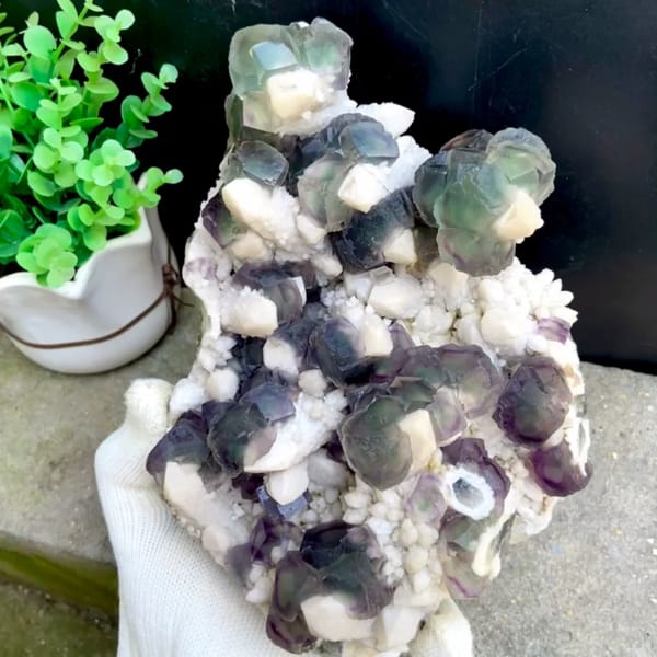 Large plate of green fluorite balls with purple edges on white quartz from Inner Mongolia, China, held in gloved hand