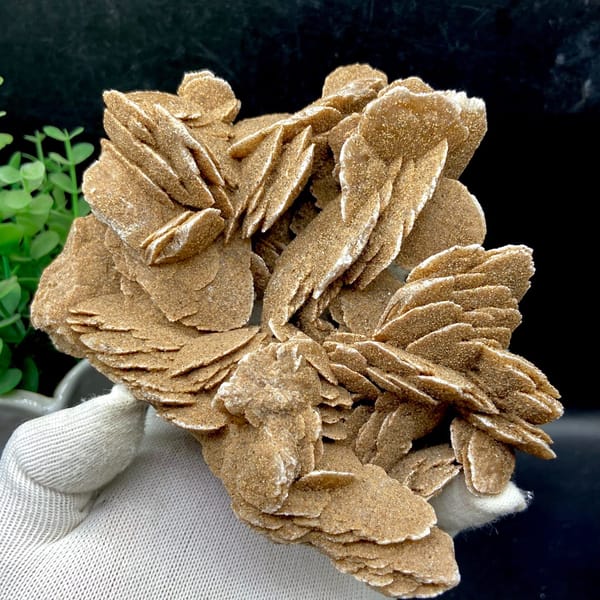Complete side profile of the bladed desert rose specimen
