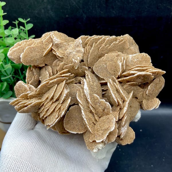 Complete rear angle of the layered tan mineral rosettes