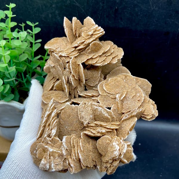 Complete natural matrix view of the desert rose cluster