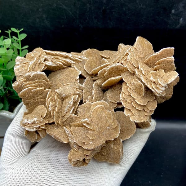 Complete reverse view of the desert rose rosette cluster