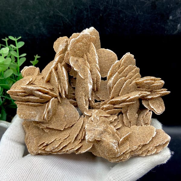 Complete broad front view of the tan desert rose rosette cluster