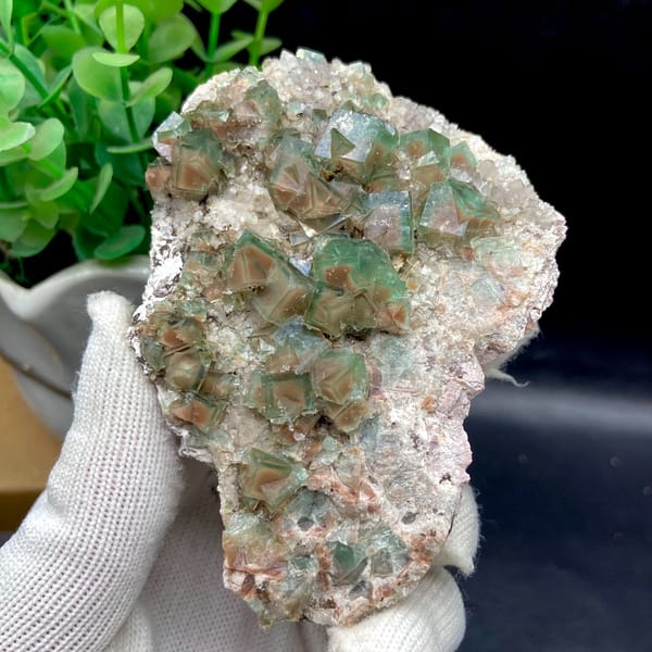 Complete angled view of the green cubic fluorite specimen on pale matrix