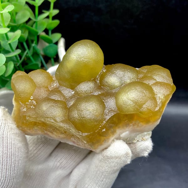 Front view of honey-gold rounded fluorite lobes on a pale natural base