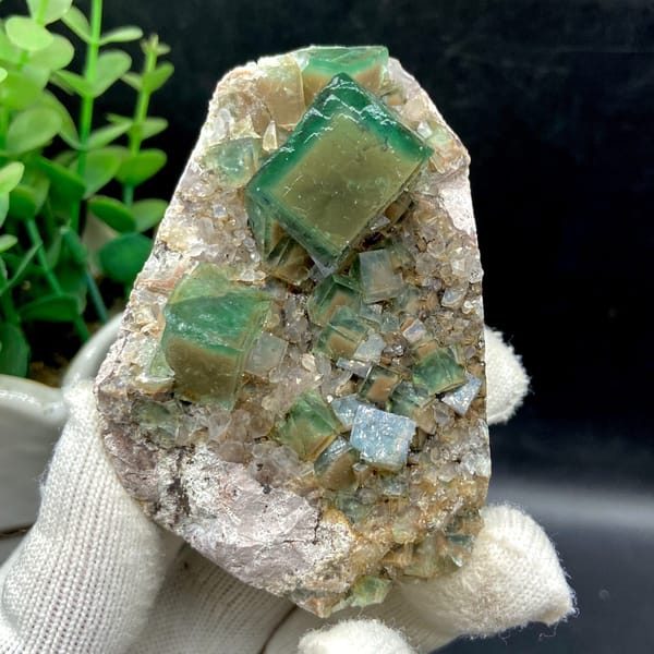 Complete front view of green cubic fluorite crystals on pale natural matrix