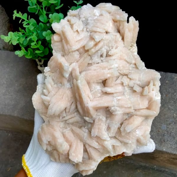 Large plate of pale pink feather calcite blades from Guizhou, China, held in gloved hand