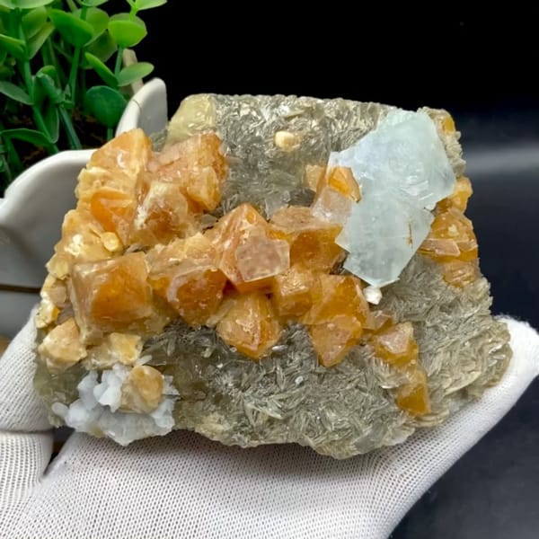 Orange scheelite crystals with pale blue fluorite on mica from Xuebaoding, Sichuan, China, held in gloved hand