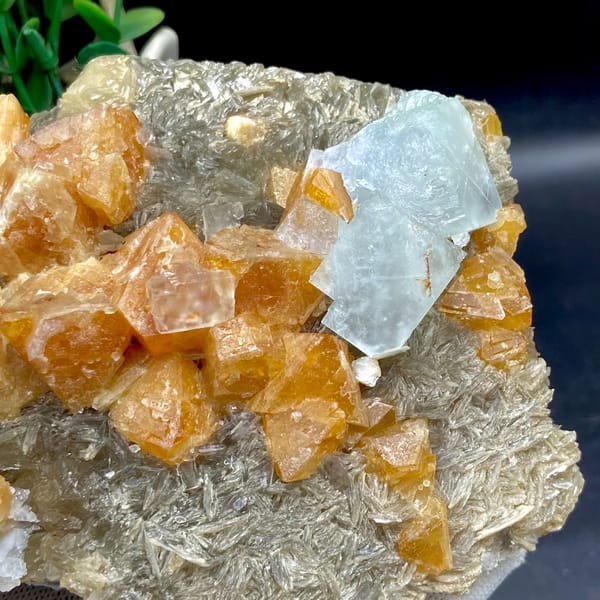 Orange scheelite crystals with pale blue fluorite on mica from Xuebaoding, Sichuan, China, top view