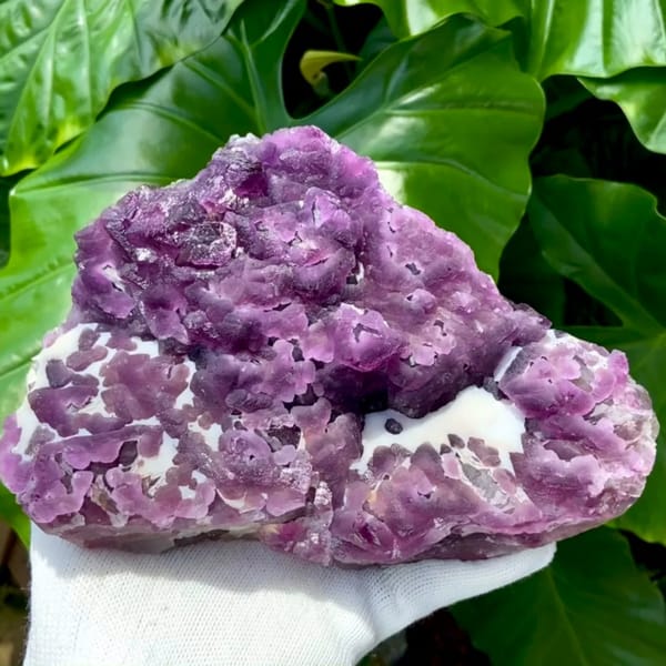 Large plate of purple recrystallised fluorite octahedra from Zhejiang, China, held in gloved hand