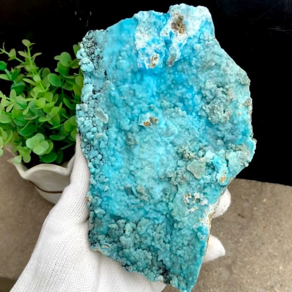 Large plate of turquoise-blue botryoidal hemimorphite from Yunnan, China, held in gloved hand