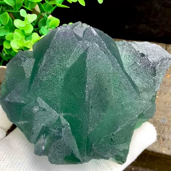 Cluster of green fluorite octahedra with purple edges from Zhejiang, China, held in gloved hand