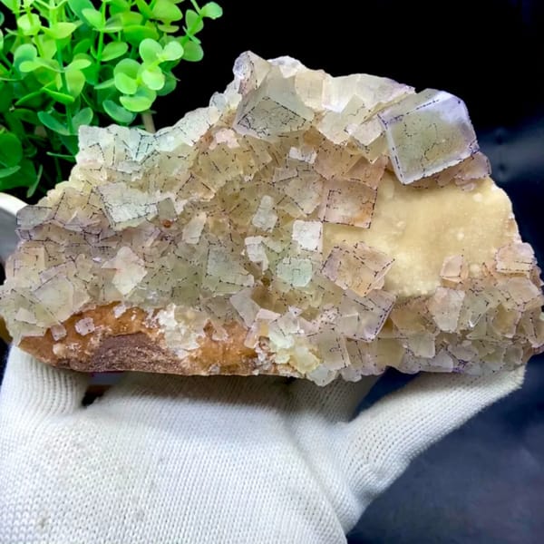 Plate of purple-edged fluorite cubes from Guizhou, China, held in gloved hand