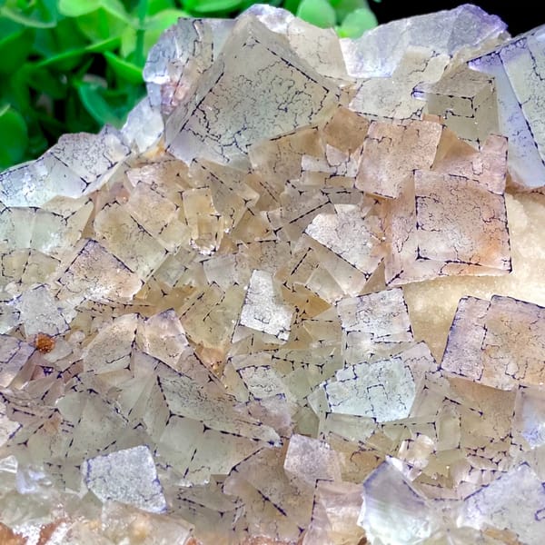 Plate of purple-edged fluorite cubes from Guizhou, China, close-up of terminations