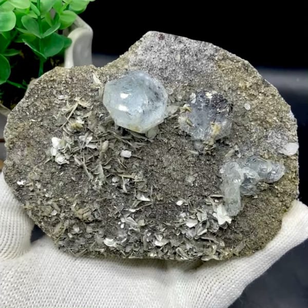 Pale blue aquamarine crystals with schorl on grey plate from Sichuan, China, held in gloved hand