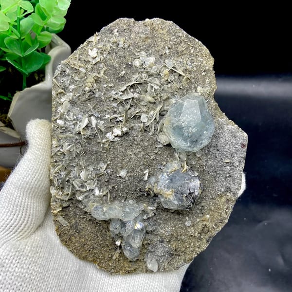Pale blue aquamarine crystals with schorl on grey plate from Sichuan, China, overall view