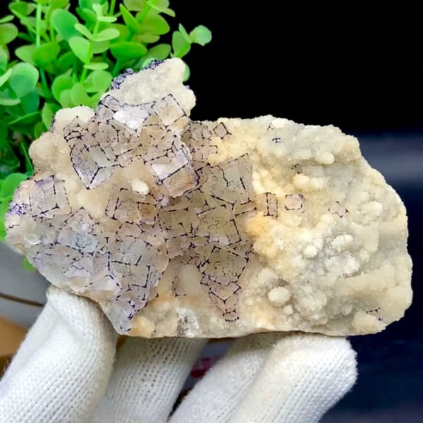 Pale fluorite cubes outlined in purple on white quartz from Guizhou, China, held in gloved hand