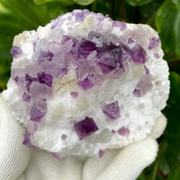 Purple-red fluorite octahedra on white recrystallised block from Zhejiang, China, held in gloved hand