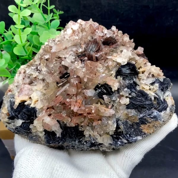 Plate of black specular hematite with pink-skinned quartz from Guangdong, China, held in gloved hand