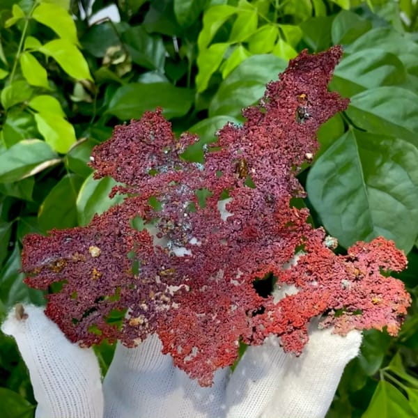 Dendritic sheet of red native copper with cuprite from Jiangxi, China, held in gloved hand