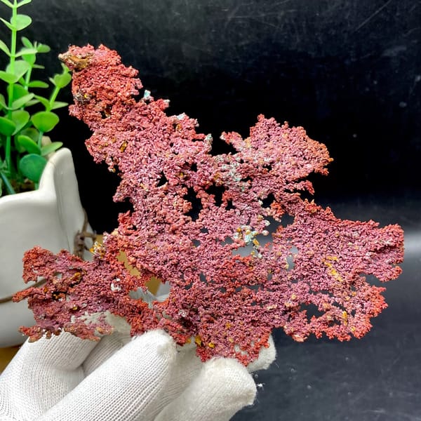 Dendritic sheet of red native copper with cuprite from Jiangxi, China, overall view