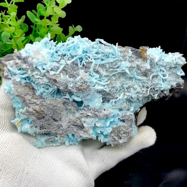 Plate of sky-blue acicular aragonite over grey rock from Guizhou, China, held in gloved hand