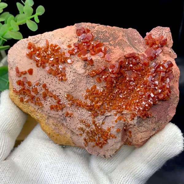 Red vanadinite crystals over salmon plate from Morocco, held in gloved hand