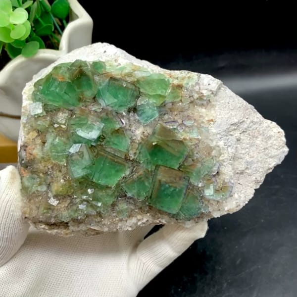 Plate of glassy green fluorite cubes with purple edges from Hebei, China, held in gloved hand