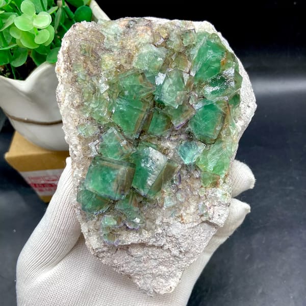 Plate of glassy green fluorite cubes with purple edges from Hebei, China, overall view
