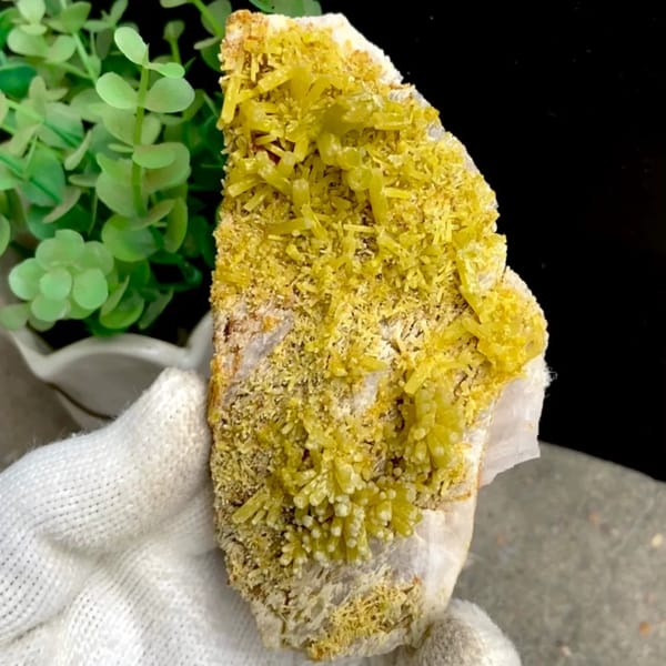 Tall plate of golden-yellow pyromorphite prisms from Guangxi, China, held in gloved hand