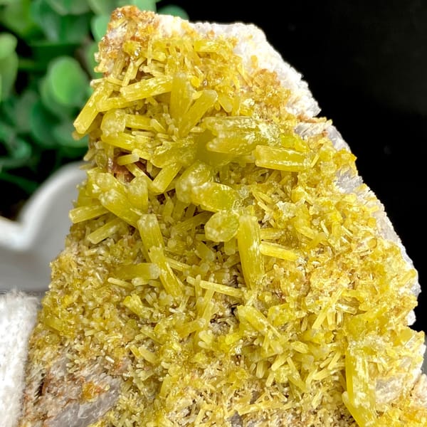 Tall plate of golden-yellow pyromorphite prisms from Guangxi, China, second angle