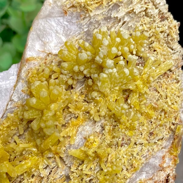 Tall plate of golden-yellow pyromorphite prisms from Guangxi, China, reverse side
