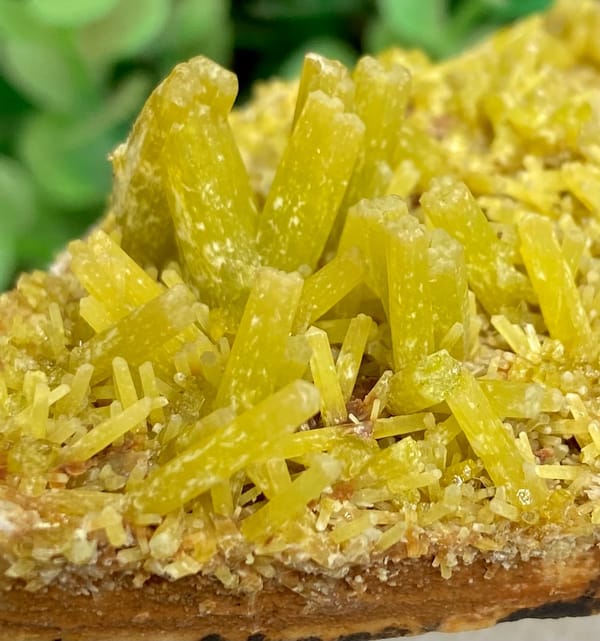 Tall plate of golden-yellow pyromorphite prisms from Guangxi, China, detail of the matrix contact