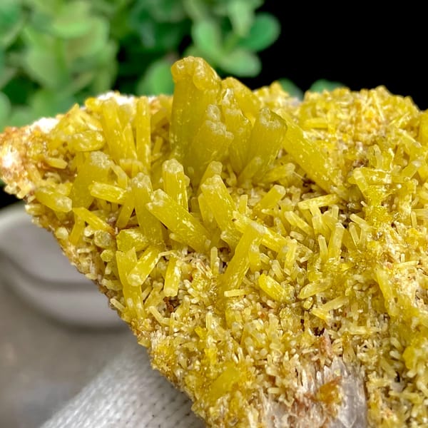 Tall plate of golden-yellow pyromorphite prisms from Guangxi, China, overall view