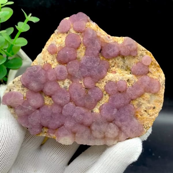 Dusty pink botryoidal fluorite balls on tan plate from Henan, China, held in gloved hand