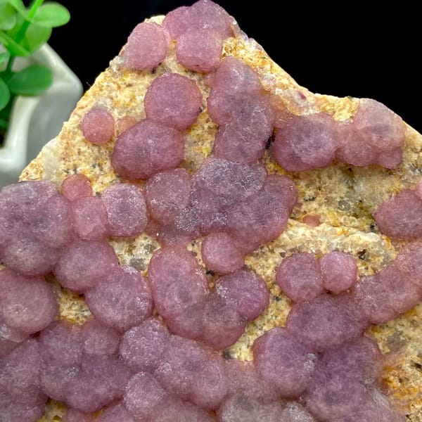 Dusty pink botryoidal fluorite balls on tan plate from Henan, China, overall view