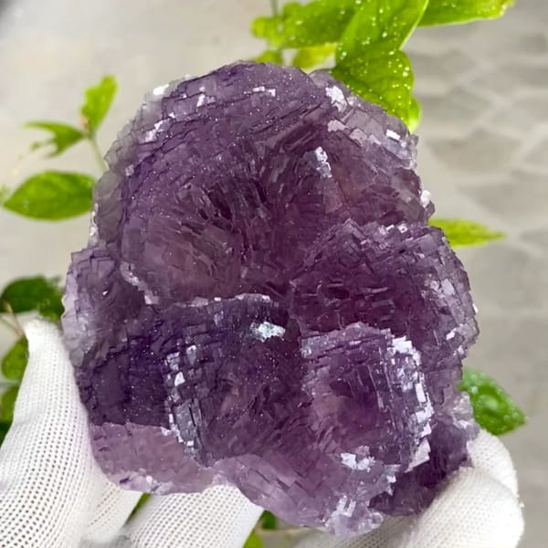 Dome of stepped purple fluorite from Henan, China, held in gloved hand