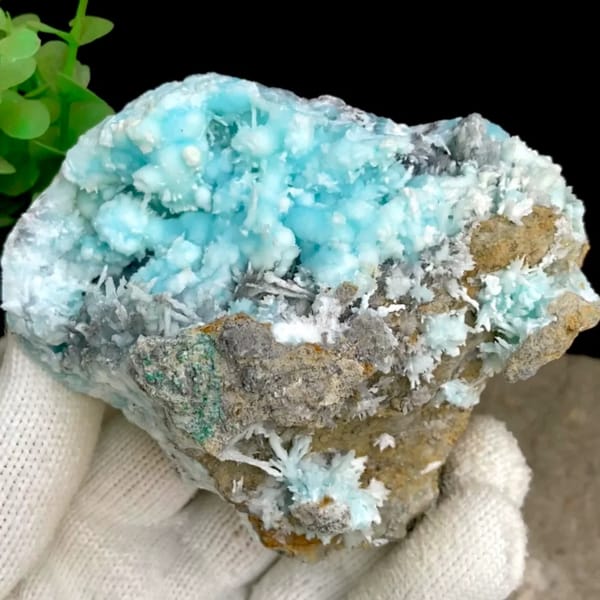 Sky-blue botryoidal aragonite over white needles from Yunnan, China, held in gloved hand