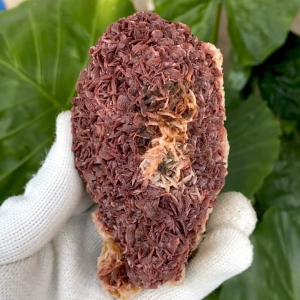 Two-tone red-and-white dolomite plate from Guizhou, China, held in gloved hand
