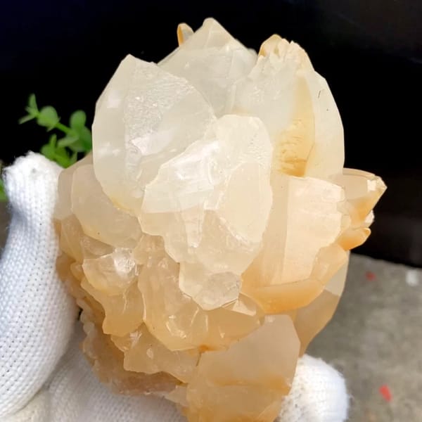 Dome of honey-yellow botryoidal calcite from Yunnan, China, held in gloved hand