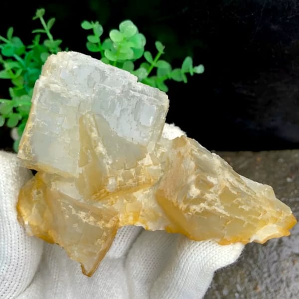 Pale stepped fluorite cube with honey-yellow edges from Hunan, China, held in gloved hand