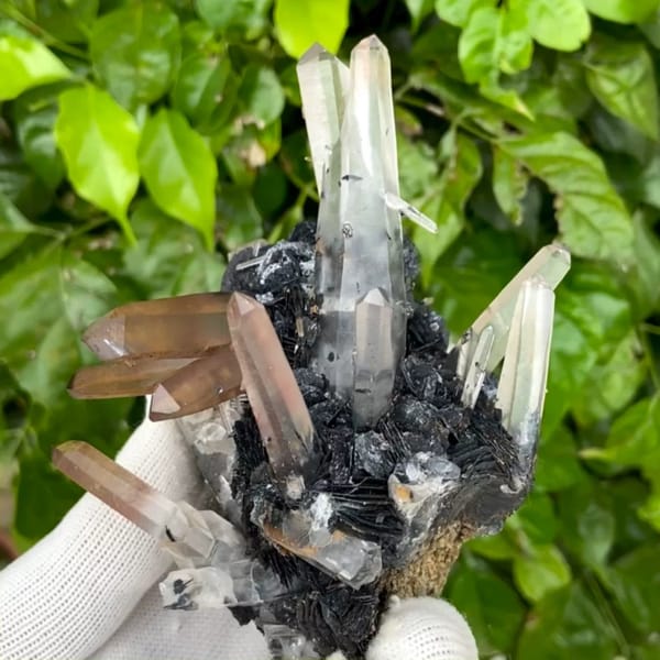 Pale pink quartz points standing on black specular hematite from Guangdong, China, held in gloved hand