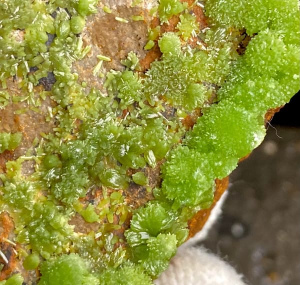 Lime-green botryoidal pyromorphite over rusty plate from Gongcheng, Guangxi, China, top view