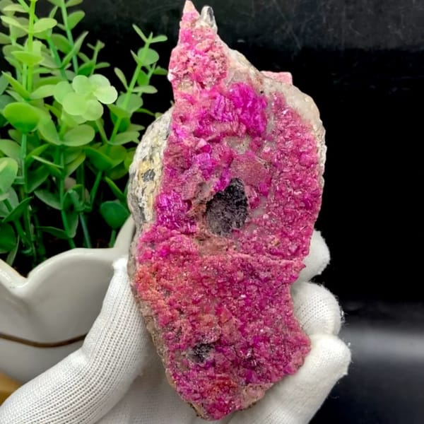 Plate of hot-pink cobaltoan calcite from DR Congo, held in gloved hand