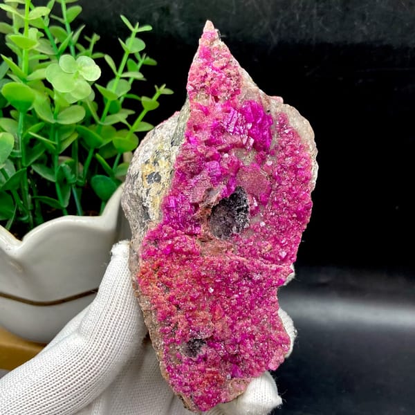Plate of hot-pink cobaltoan calcite from DR Congo, overall view