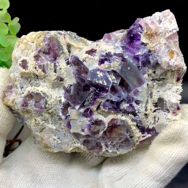 Transparent purple phantom fluorite cubes on tan matrix from Inner Mongolia, China, held in gloved hand