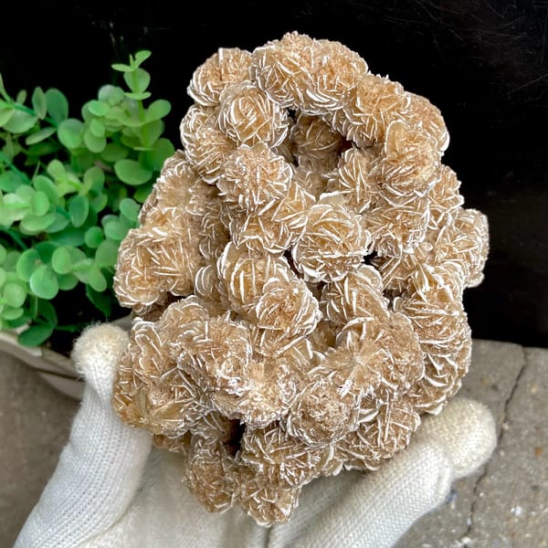 Cluster of sandy desert rose rosettes from Mexico, second angle