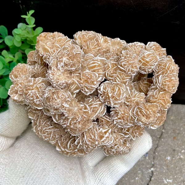 Cluster of sandy desert rose rosettes from Mexico, close-up of the crystal faces
