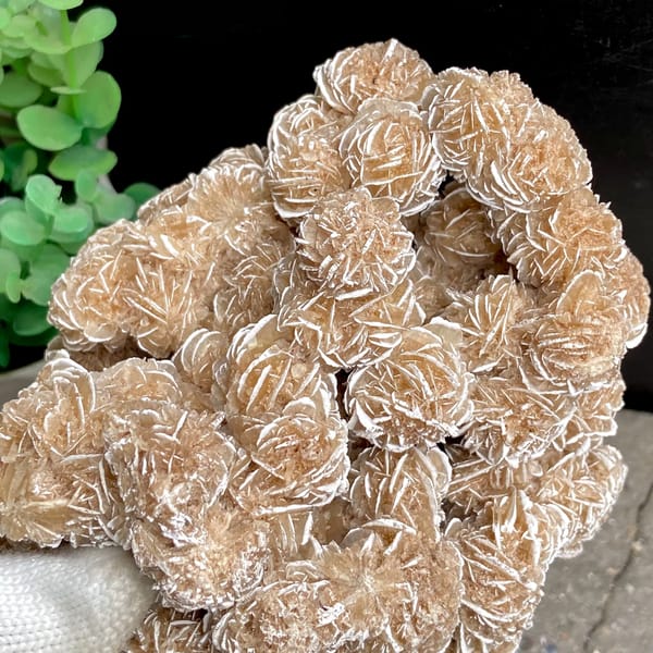 Cluster of sandy desert rose rosettes from Mexico, reverse side
