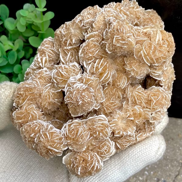 Cluster of sandy desert rose rosettes from Mexico, top view